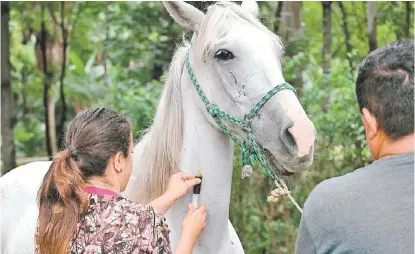  ?? ESPECIAL ?? Los caballos fueron sometidos a una revisión médica