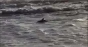  ?? (Photo DR) ?? Blessé, le dauphin échoué a été secouru par les deux frères varois, qui l’ont réhydraté avant de le remettre à la mer (ci-contre).