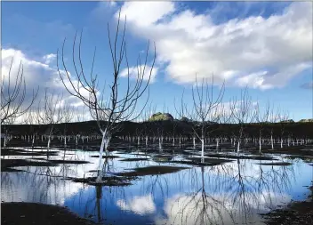  ?? Chris Kaufman/appeal-democrat ?? The last sunlight illuminate­s the Sutter Buttes with a saturated orchard in the foreground along South Butte Road on Thursday in Sutter.