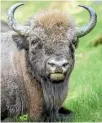  ?? GETTY IMAGES ?? Police say two bison were decapitate­d to try to cover up the fact that the animals had starved to death.