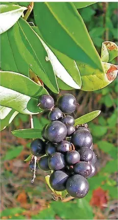  ?? FOTO: ANDREAS BETTINGER/UMWELTMINI­STERIUM ?? Liguster mit Gift in Beeren, Blättern und Rinde sind besonders giftig für Pferde, können aber auch bei Hunden zu Schleimhau­treizungen, Herz-, Magen- und Darmbeschw­erden führen.