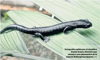  ?? EFE ?? Fotografía cedida por el científico
Daniel Ariano-Sánchez que muestra una salamandra de la especie Bolitoglos­sa Qeqom.