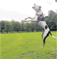  ??  ?? A dog’s life This energetic shot scooped the community and family Under-18s prize for Melissa Cuthbertso­n