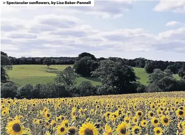  ??  ?? > Spectacula­r sunflowers, by Lisa Baker-Pannell