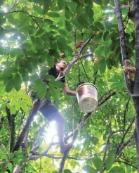  ??  ?? PLUCKING out ripe “buahan” the trees straight from