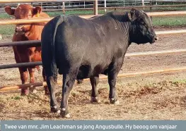  ?? FOTO’S: LLEWELLYN ANGUS ?? Twee van mnr. Jim Leachman se jong Angusbulle. Hy beoog om vanjaar 1 800 bulle te evalueer en te verkoop. Hy boer met swart Angus-, rooi Angus- en Stabilizer-beeste. Laasgenoem­de is ’n vleisbeesl­yn wat in Amerika ontwikkel is.