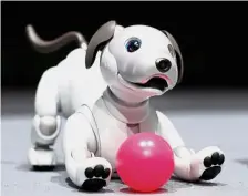  ??  ?? House trained: Aibo playing with a ball in this file picture. The robot dog can now be a companion to real dogs. — Reuters