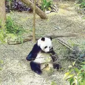  ??  ?? This panda may look lonely and sad, but it’s actually just really full. We saw it eat bamboo leaves off its own stomach. Adorable on pandas, not so on humans.