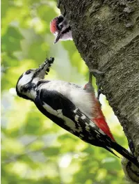  ?? Alan Price ?? ●●The great spotted woodpecker feeding its young