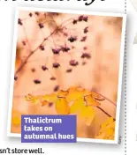  ??  ?? Thalictrum takes on autumnal hues