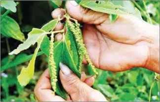  ?? HENG CHIVOAN ?? Farmers are struggling to sell all of their Kampot pepper.