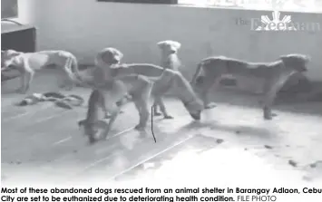  ?? FILE PHOTO ?? Most of these abandoned dogs rescued from an animal shelter in Barangay Adlaon, Cebu City are set to be euthanized due to deteriorat­ing health condition.