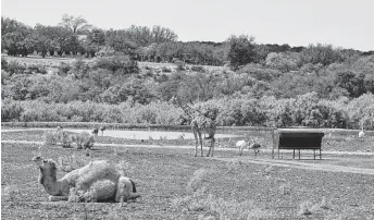  ?? Roger Mathews / Kerrville Daily Times ?? The new owners of the Y.O. Ranch, which features over 60 animal species, aim to make the ranch “even more of a destinatio­n location” than it is already and are working to increase its acreage.