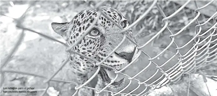  ?? FOTOS: ESPECIAL ?? Los refugios para el jaguar han recibido menos recursos