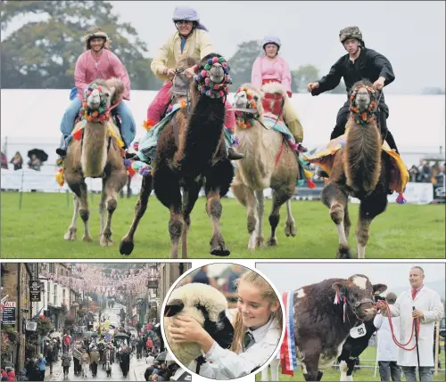  ??  ?? Top, Joseph’s Amazing Racing Camels; above, from left, The Meltham and Melham Mills Band on Pateley Bridge High Street; Champion junior shepherdes­s Emily Rodgers, 12, from Skipton, with Pepper, a Hampshire Down gimmer lamb; Mark Severn with show supreme champion Millerston­e Jester from Highlee Farm, Halifax.