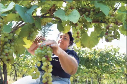  ?? Arnold Gold / Hearst Connecticu­t Media ?? Alexa Landino Charles picks Cayuga white grapes at Stappa Vineyard in Orange.