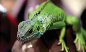  ?? Photograph: Arun Sankar/AFP/Getty Images ?? A state official said ‘microchipp­ing your green iguana or tegu is one of the simplest and most effective ways to keep them safe’.