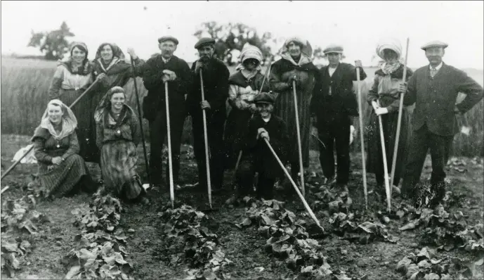  ?? ?? A print from the 1920s depicting a group of farmworker­s at Hedderwick Hill, near Dunbar. Most are holding hoes and they are standing in front of a field of lettuces