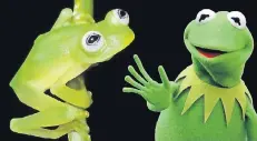  ?? FOTO: BRIAN KUBICKI/ DPA ?? An der Küste Costa Ricas haben Forscher eine Gattung von Glasfrösch­en (links) entdeckt, die aussieht wie Kermit aus der Muppet-Show.