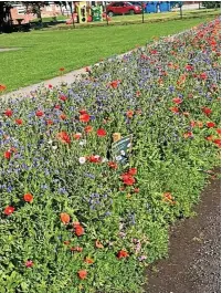  ?? ?? ●●The wild flower garden in South Park