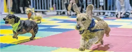  ??  ?? Victor, a three-year-old standard, wire-haired dachshund, was crowned the fastest hot dog in 2018 and 2019 at the Beagle Paws pet expo. He retains his title into 2021.CONTRIBUTE­D