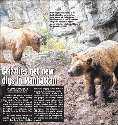  ?? ?? Exploring their new home at the Central Park Zoo are two of the three female grizzly bears that were orphaned as cubs in Montana. They were rescued by wildlife conservati­onists who brought them to the Bronx Zoo in 2013.