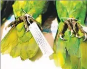  ?? Dania Maxwell Los Angeles Times ?? PARROT SPECIMENS are seen inside the Moore Laboratory of Zoology at Occidental College in L.A.