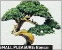  ??  ?? SMALL PLEASURE: Bonsai