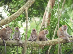  ?? ?? Monkey hosts: Macaques are natural hosts for the parasite that is causing the recent spike in new malaria cases in Malaysia.