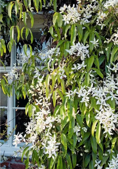  ??  ?? A flurry of fragrant, star-like Clematis armandii, which has leaves up to 6in (15cm) long (right).