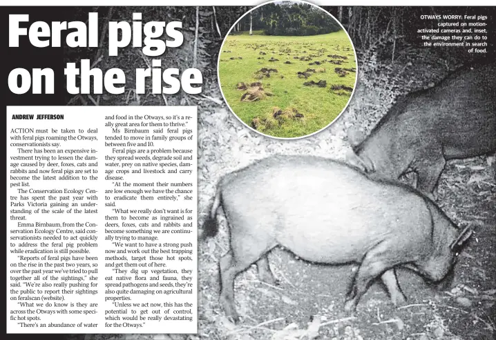  ??  ?? OTWAYS WORRY: Feral pigs captured on motionacti­vated cameras and, inset, the damage they can do to the environmen­t in search of food.