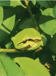  ??  ?? Gut getarnt: ein Laubfrosch in Stefan Mayrs Garten in Neusäß (Augsburg).