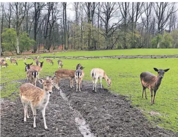  ?? RP-FOTOS: MARLEN KESS ?? Am Sonntagvor­mittag war wenig los im Wildpark: Im großen Damwildfre­igehege zeigten die Tiere keine Scheu vor den Besuchern und kamen ziemlich nah heran.