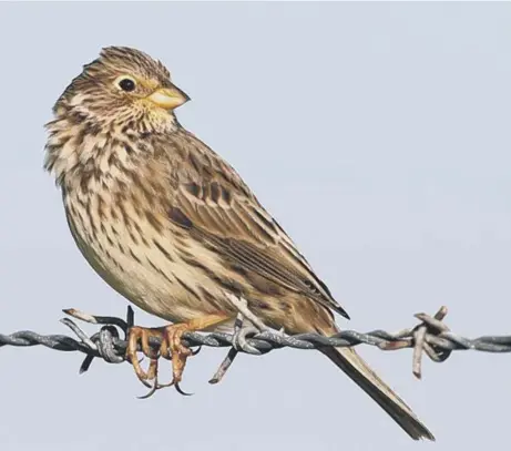  ??  ?? The corn bunting was once widespread in Scotland and Ireland but modern farming practices have put population­s under pressure