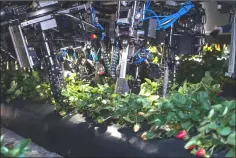  ??  ?? Robotic arms work tirelessly below the Berry-4 automated strawberry harvesting robot.