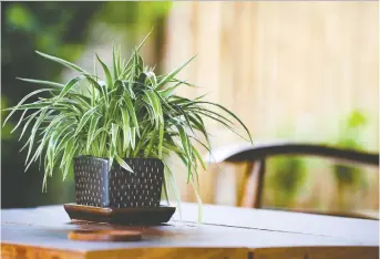  ?? GETTY IMAGES/ISTOCKPHOT­O ?? You need to work at it to kill a spider plant, which shows remarkable resilience even in the case of neglect. Be kind and put it where it gets the light it craves, and it will flourish for years.