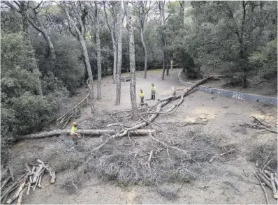  ?? Zowy Voeten ?? Trabajos de tala y retirada de árboles muertos, en el parque natural de Collserola.