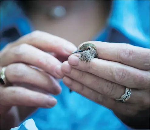  ?? DARRYL DYCK / THE CANADIAN PRESS ?? Christine Bishop, a research scientist with Environmen­t and Climate Change Canada, holds a rufous juvenile male hummingbir­d. Bishop is trying to find out what’s responsibl­e for the severe decline in the population of the species.