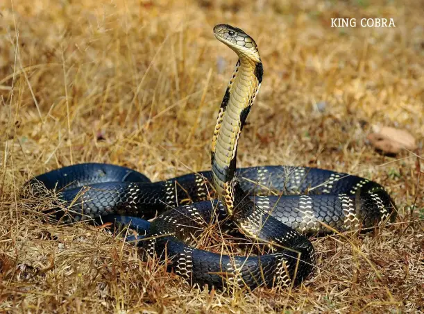  ??  ?? Above: the king cobra is likely to flee rather than attack a person, but as a warning display it rises up, extends its hood and emits a deep growl.