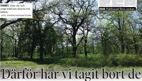  ?? FOTO: STATENS FASTIGHETS­VERK ?? SVARET. Utan sly och unga träd kan ekarna må bättre. EKAR. Publicerad förra veckan.