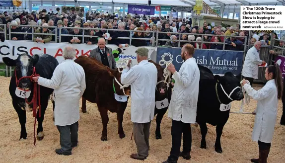  ?? Athwenna Irons ?? > The 120th Truro Christmas Primestock Show is hoping to attract a large crowd next week