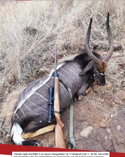  ??  ?? Hierdie njala het feitlik in sy spore neergeslaa­n ná ’n hartskoot met ’n .30-06. Die koeël het dwarsdeur die dier gepenetree­r en groot skade aan die hart en longe aangerig.