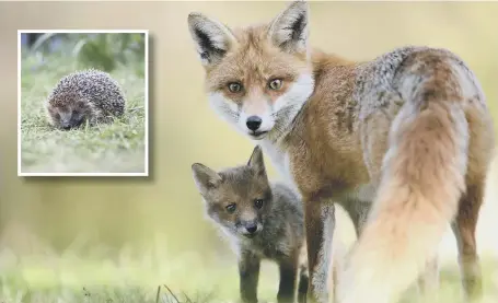  ??  ?? A red fox with a cub standing close to her and, inset, a hedgehog, the most common garden visitor in the area. PICTURES BY BEN ANDREW – RSPB-IMAGES.COM – AND ELEANOR BENTALL