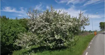  ?? Bild: CHRIS CEDER ?? OMDISKUTER­AT. Äppelträde­t vid Askims Domarrings­väg stod i vägen för en gång- och cykelbana. Här en tidigare bild när det var under blomning.