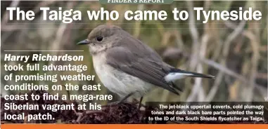  ??  ?? The jet-black uppertail coverts, cold plumage tones and dark black bare parts pointed the way to the ID of the South Shields flycatcher as Taiga.
Taiga Flycatcher: South Shields, Co Durham, 14-18 October 2020