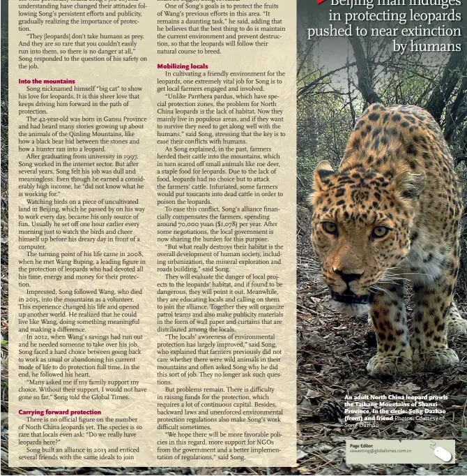  ?? Photos: Courtesy of Song Dazhao ?? An adult North China leopard prowls the Taihang Mountains of Shanxi Province. In the circle: Song Dazhao (front) and friend