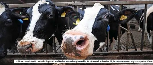  ?? ?? More than 38,000 cattle in England and Wales were slaughtere­d in 2021 to tackle Bovine TB, in measures costing taxpayers £100m