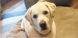  ?? CHARLOTTE MOYER/CONTRIBUTE­D PHOTO ?? Putch II, a yellow Lab, is owned by Charlotte Moyer and Tina Moyer of Blooming Glen.