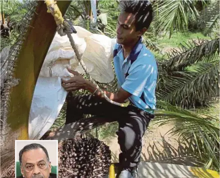  ?? PIC BY NIK HARIFF HASSAN ?? Malaysia is the world’s second-largest palm oil producer after Indonesia. (Inset) Malaysian Palm Oil Council chief executive officer Datuk Dr Kalyana Sundram.