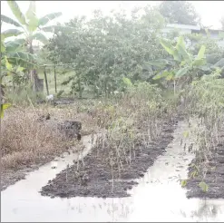  ??  ?? Withering cassava plants which were destroyed as Thompson)